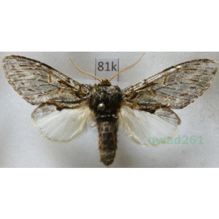 Peridea anceps (Goeze, 1781) male Garbatka zaczepka Czech81k